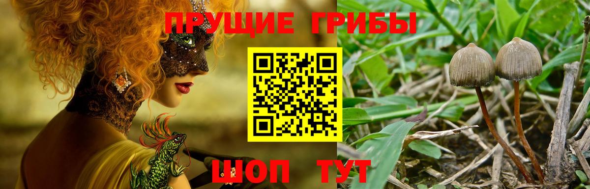 Жуковский  Псилоцибиновые грибы MAGIC MUSHROOMS  Вход с VPN  Галлюциногенные грибы Psilocybe 